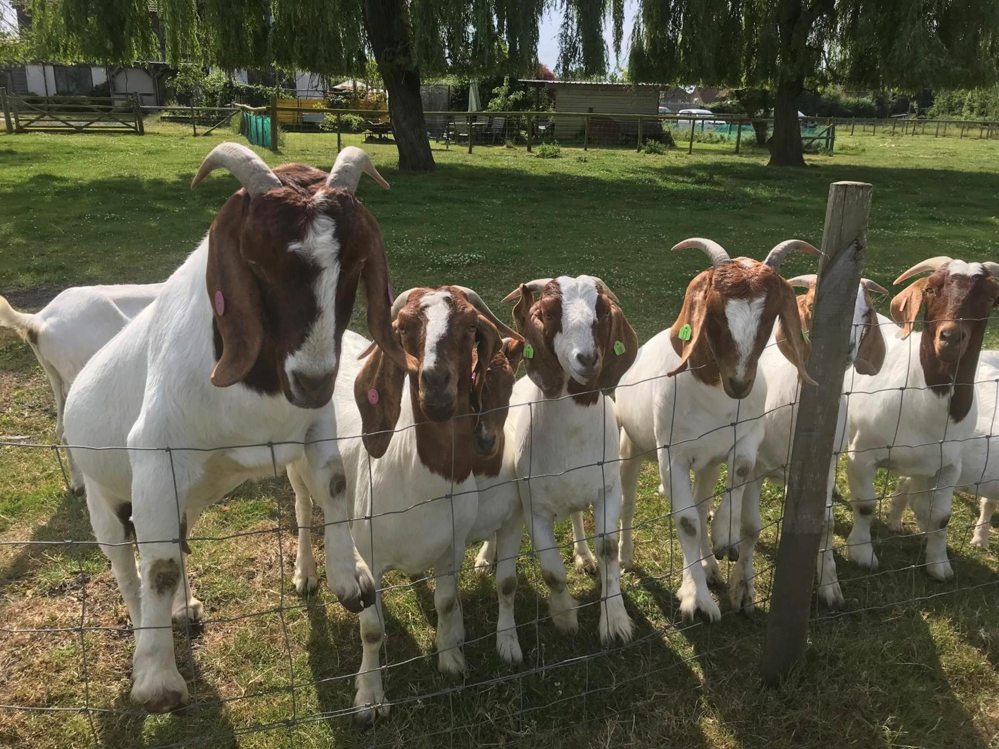 Withy Farm Bed & Breakfast Canterbury Luaran gambar